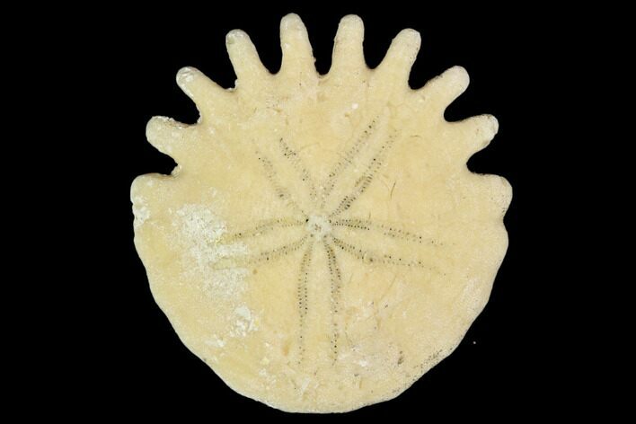 Fossil Sand Dollar (Heliophora) - Boujdour Province, Morocco #106752